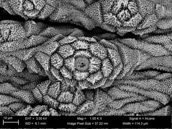 Media type: image;   Invertebrate Zoology 32029 Description: SEM image of specimen.;  Aspect: dorsal